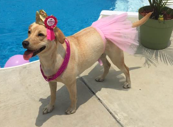 🐶❤️🐶 Why do dogs turn their heads to look at you? 🐶❤️🐶  