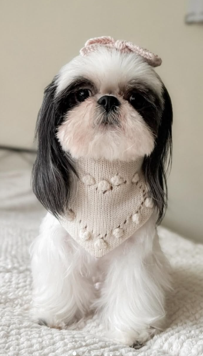 🐶❤️🐶 Why Do Dogs Follow Us Into the Bathroom? 🐶❤️🐶 
