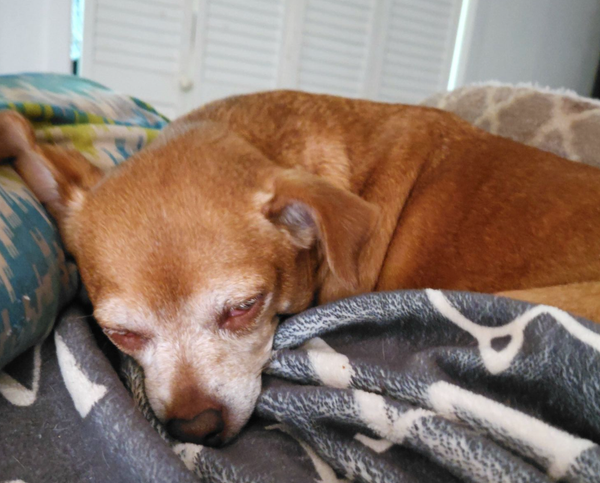 🐶❤️🐶 What to do if your dog gets lost 🐶❤️🐶  