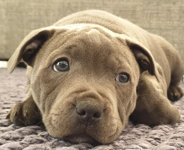 🐶❤️🐶 Remember Holly? 🐶❤️🐶  