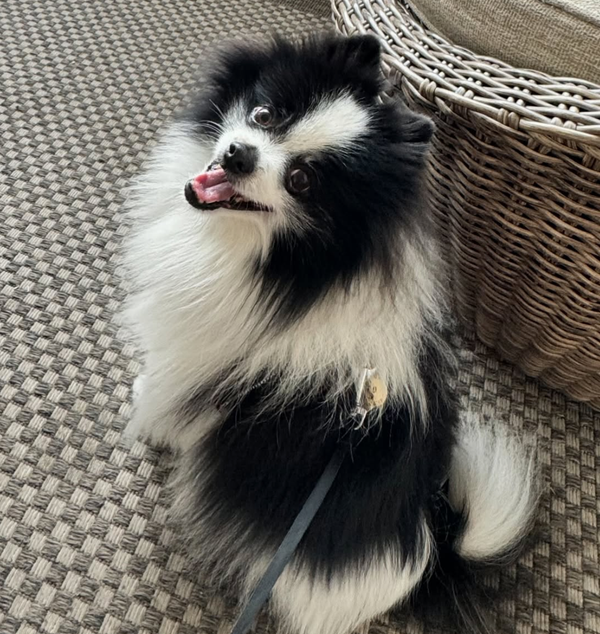 🐶❤️🐶 We're Donating Thousands of Dollars Worth of Pet Food! 🐶❤️🐶 