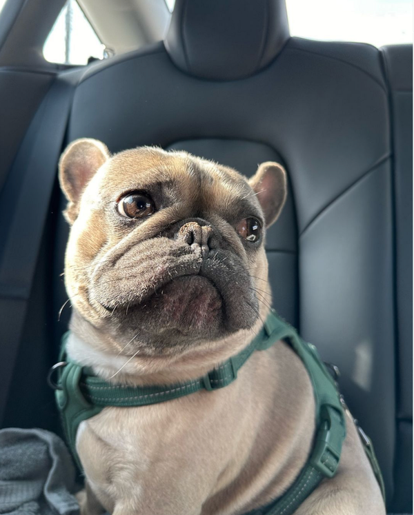 🐶❤️🐶 Click to see cute dogs!🐶❤️🐶    