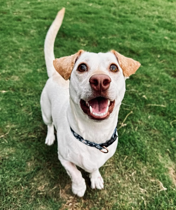 🐶❤️🐶 Why does my dog lean against me? 🐶❤️🐶