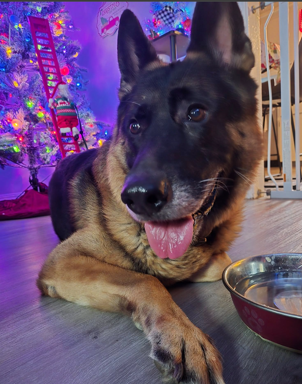 🐶❤️🐶 How to stop your pup from drinking too fast  🐶❤️🐶 