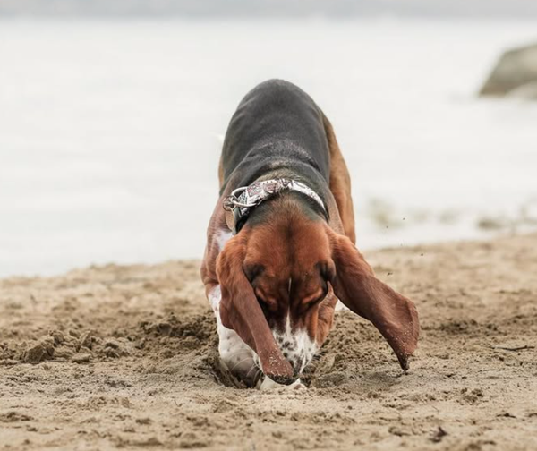 🐶❤️🐶 Why does my dog bury things?🐶❤️🐶   