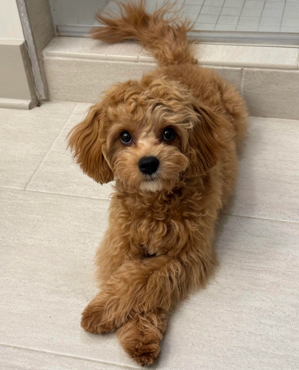 🐶❤️🐶 You'll love this handsome pup! 🐶❤️🐶 