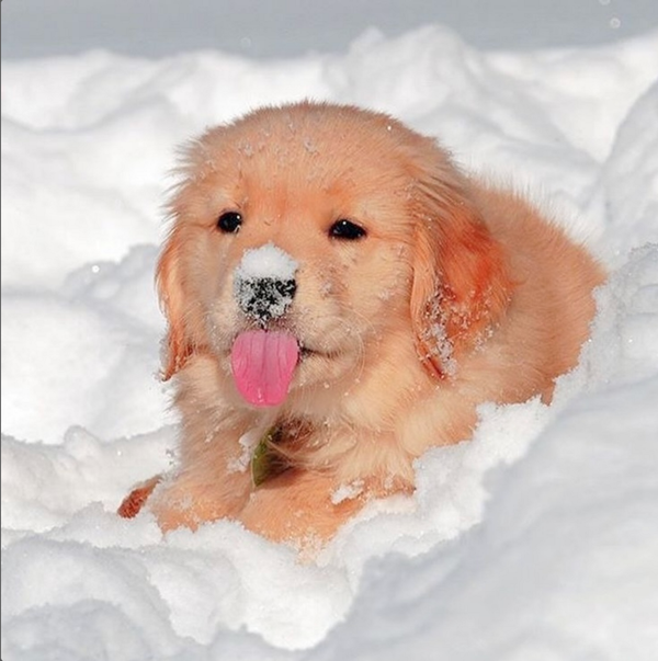 🐶❤️🐶 The snow never bothered this pup! 🐶❤️🐶 