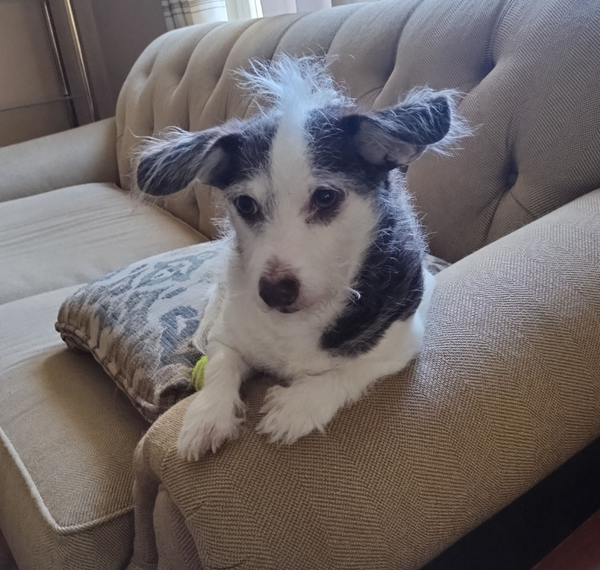 🐶❤️🐶 How do dogs understand time? 🐶❤️🐶