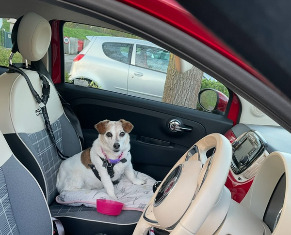 🐶❤️🐶 Why Do Some Dogs LOVE Car Rides? 🐶❤️🐶