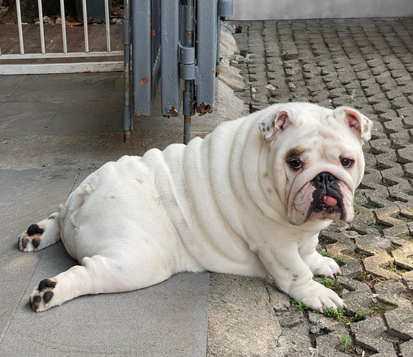 🐶❤️🐶 How do I help my dog lose weight? 🐶❤️🐶 