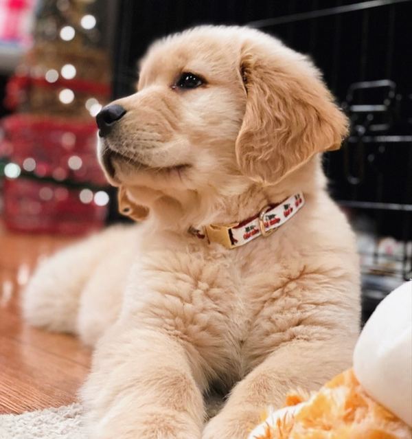 🐶❤️🐶 Blu is beautiful! 🐶❤️🐶