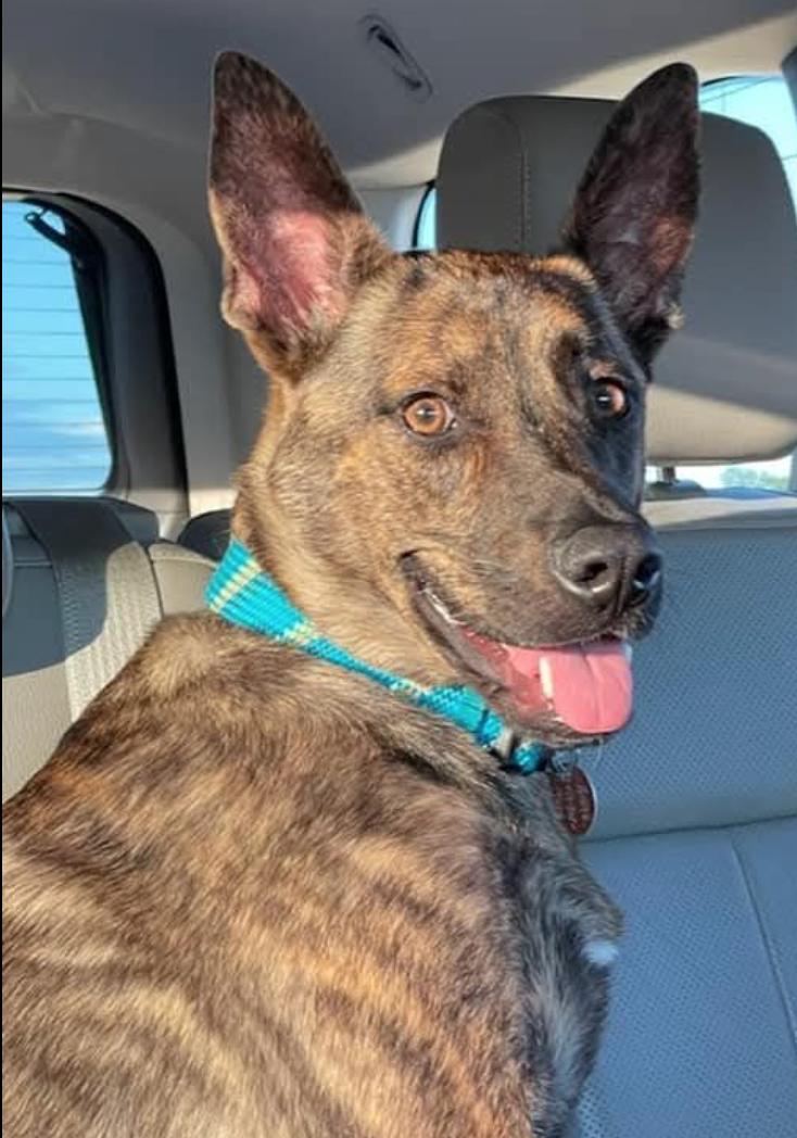 🐶❤️🐶 Safely disposing of Thanksgiving leftovers with pups in the house 🐶❤️🐶  