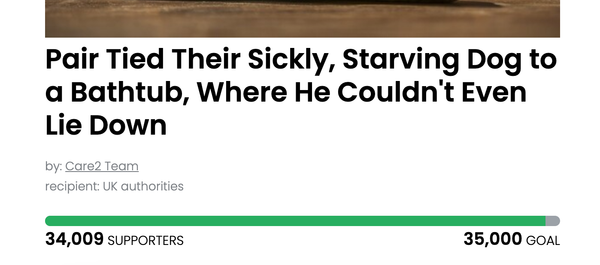 Animal Actions - Let's Fight for JJ!