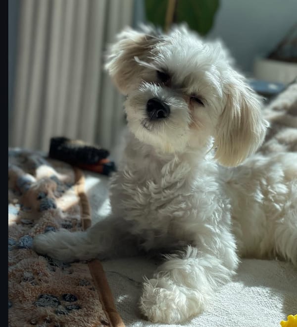 🐶❤️🐶 Why do dogs’ fur texture change as they age? 🐶❤️🐶