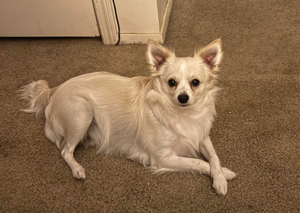 🐶❤️🐶 Why do dogs snort at us? 🐶❤️🐶 