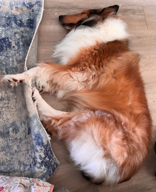 🐶❤️🐶 Why do dogs twitch in their sleep? 🐶❤️🐶 