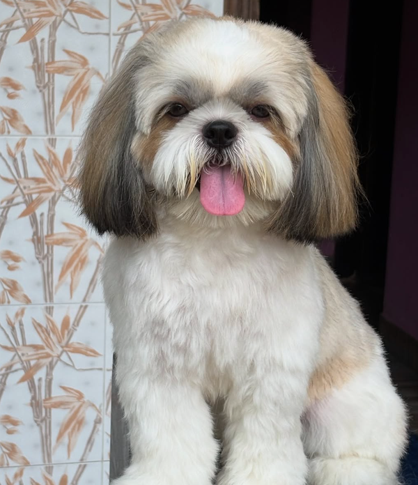 🐶❤️🐶 Why do dogs sit on our feet? 🐶❤️🐶 