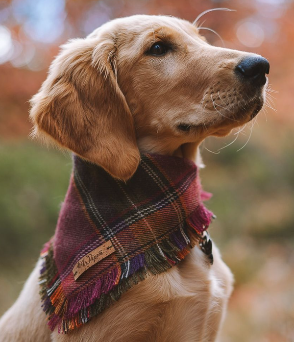 🐶❤️🐶 Click to see a gorgeous pup 🐶❤️🐶 