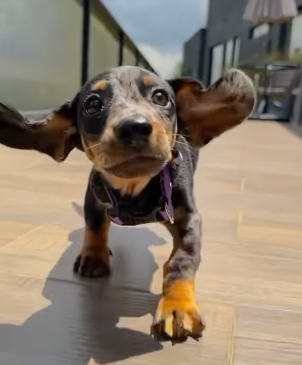 🐶❤️🐶 Don't miss this sweet puppy! 🐶❤️🐶 