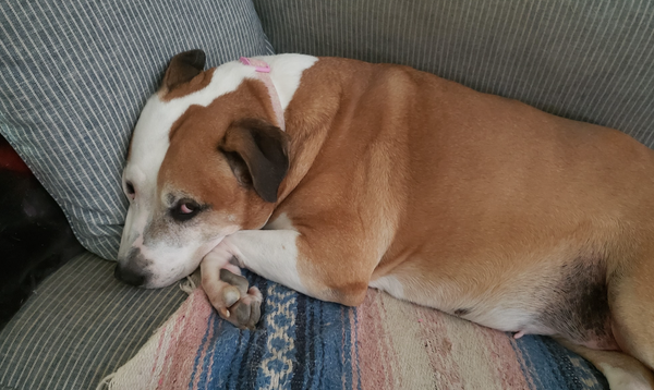 🐶❤️🐶 Why do dogs sleep so much? 🐶❤️🐶 