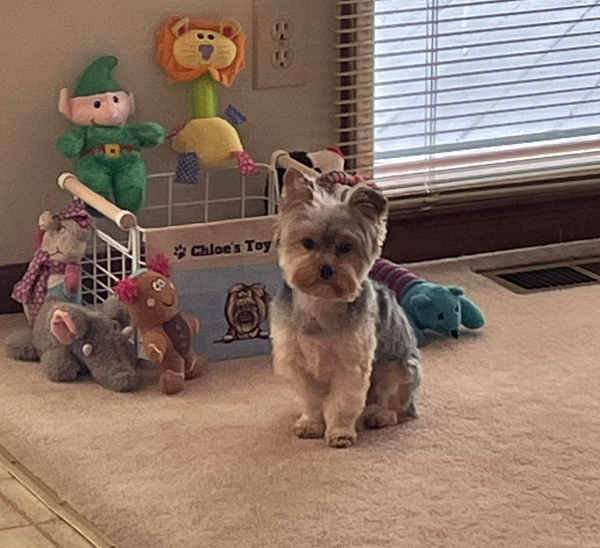 🐶❤️🐶 What do different dog sleeping positions mean? 🐶❤️🐶 