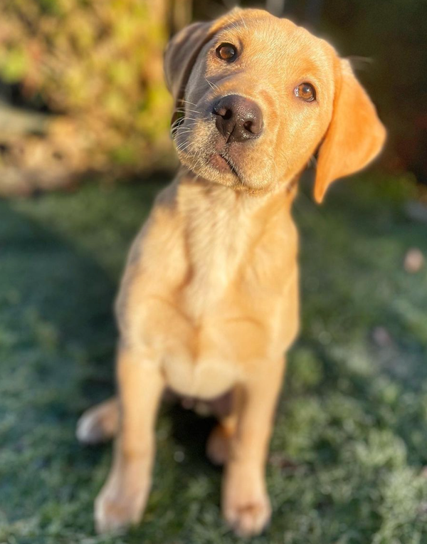 🐶❤️🐶 She's wishing you a sunny New Year! 🐶❤️🐶 