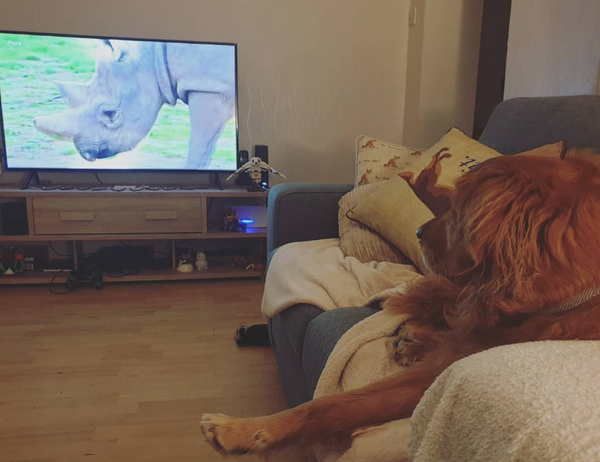 🐶❤️🐶 Why Do Some Dogs React to Animals on TV? 🐶❤️🐶  