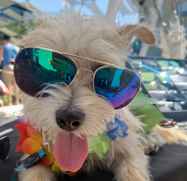 🐶❤️🐶 Is it ok for dogs to have ice? 🐶❤️🐶