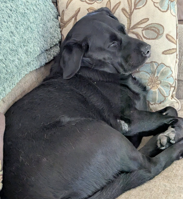 🐶❤️🐶 Why do dogs bark at big trucks? 🐶❤️🐶