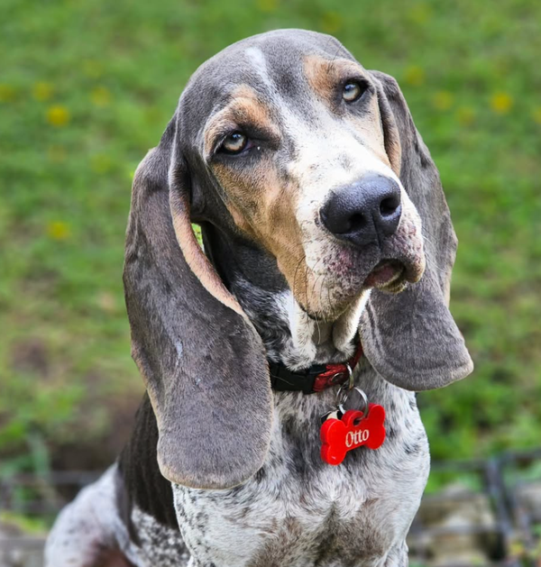 🐶❤️🐶 What's the story behind Disney's famous pup Pluto? 🐶❤️🐶 