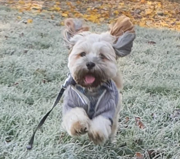 🐶❤️🐶 It's a bird, it's a plane, it's super...  🐶❤️🐶  