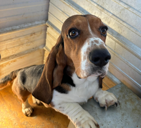 🐶❤️🐶 Do dogs get dry skin in the winter?🐶❤️🐶  