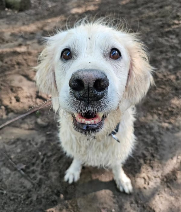 🐶❤️🐶 Why do dogs chase their tails? 🐶❤️🐶