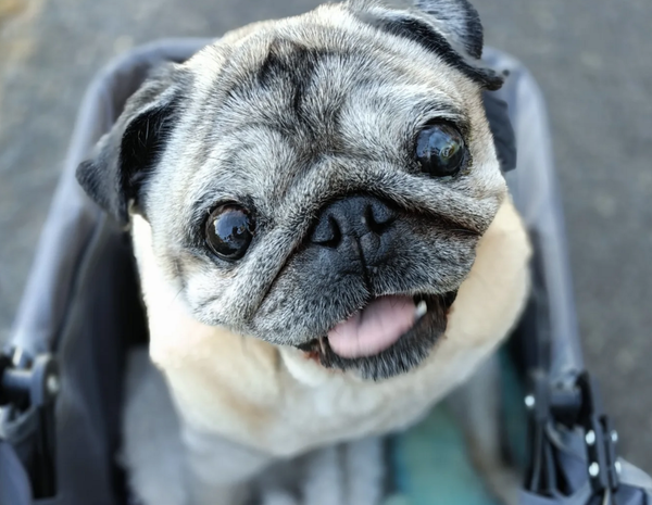 🐶❤️🐶 Why do pups circle before they lie down? 🐶❤️🐶