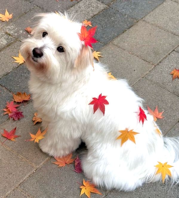 🐶❤️🐶 This pup is adorable! 🐶❤️🐶 