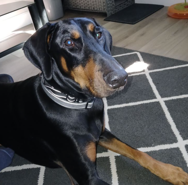 🐶❤️🐶 Why do dogs react to clicking sounds? 🐶❤️🐶 