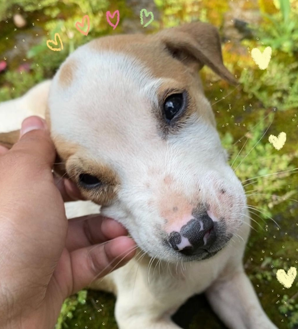 🐶❤️🐶 Check out the heart on this sweet puppy's nose! 🐶❤️🐶 