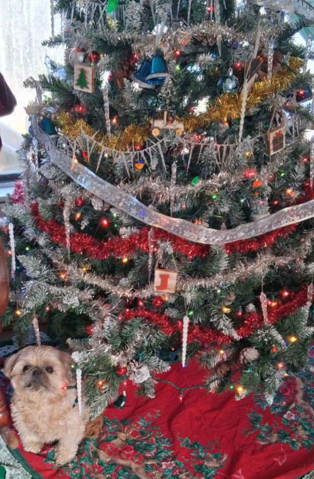 🐶❤️🐶 Why dogs are so devoted to us 🐶❤️🐶  