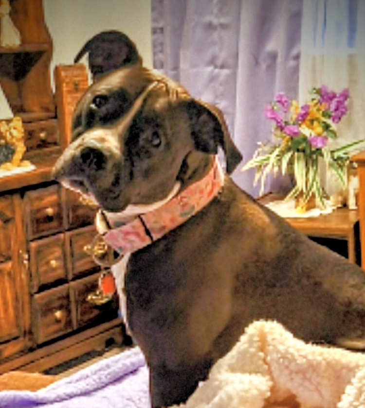 🐶❤️🐶 How to keep dogs safe around radiators 🐶❤️🐶 