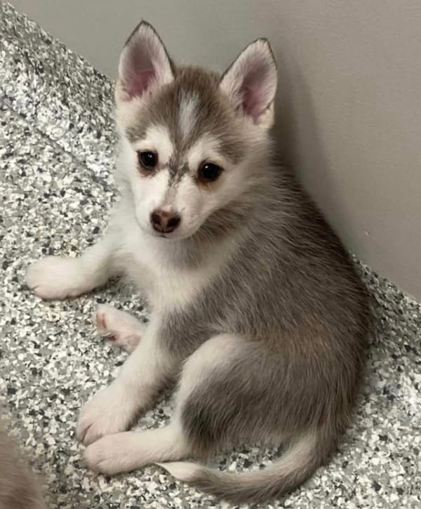 🐶❤️🐶 How can we help animal shelters this holiday season?  🐶❤️🐶  