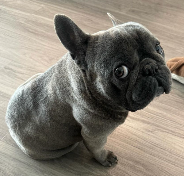 🐶❤️🐶 Adorable puppy inside 🐶❤️🐶  